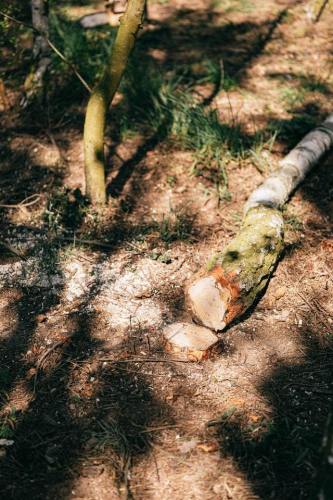tree-cutting-3